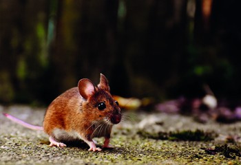 Een muis Afbeelding